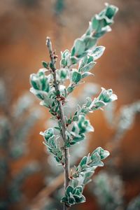 Close-up of plant in the nature 