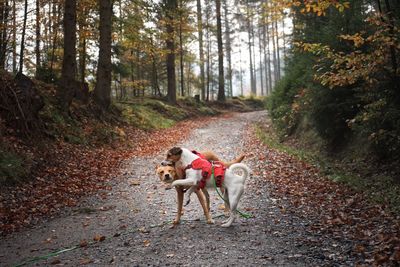 Dogs playing in forest