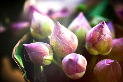 Close-up of purple flowering plant