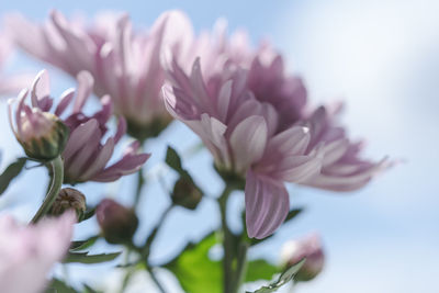 Low angle view of fresh pink flowers against sky