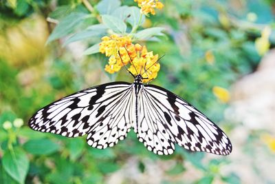 Close-up of butterfly on flower