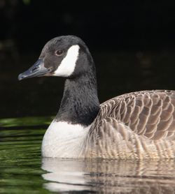 Close-up of duck swimming in lake