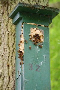 Close-up of an animal representation on tree trunk