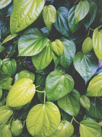 Full frame shot of green leaves