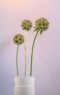 Close-up of white flower in vase against wall