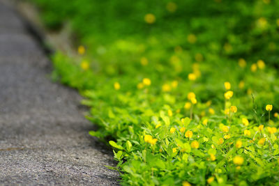 Close-up of yellow flowering plant on road