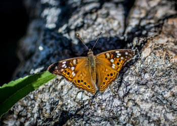 Close-up of butterfly on rock