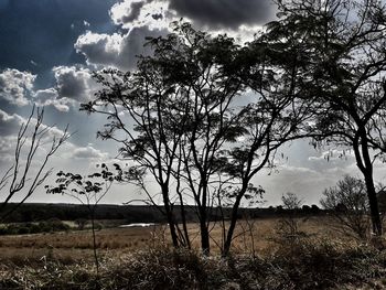 Trees on field against cloudy sky