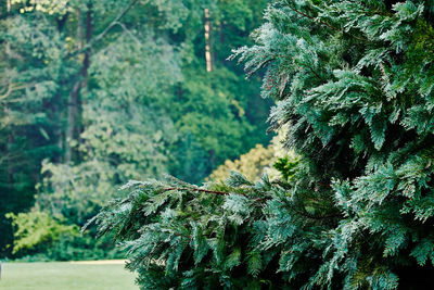 Close-up of pine tree in forest