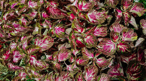 Full frame shot of pink flowering plants