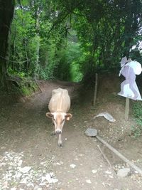 Horse on tree