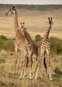 Giraffe standing on field