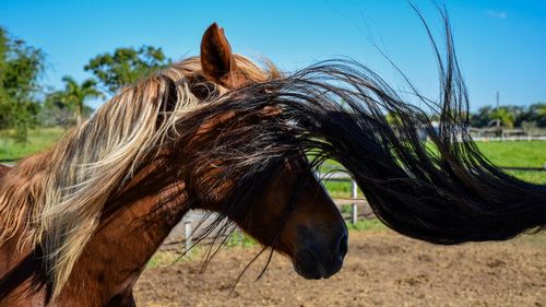 Close-up of trees on field