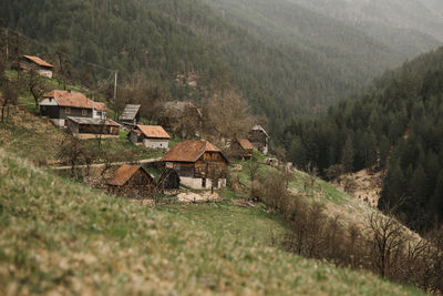 Serbian landscape - tara mountain