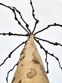 Low angle view of branches against clear sky