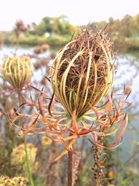 Close-up of plant against sky