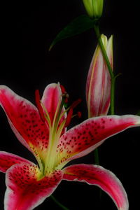 Close-up of pink flowers