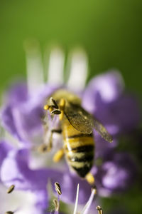 Close-up of insect pollinating on flower