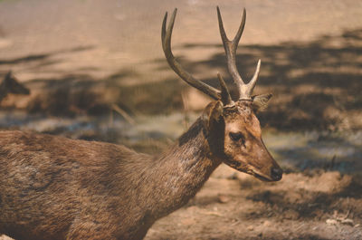 Deer in a field