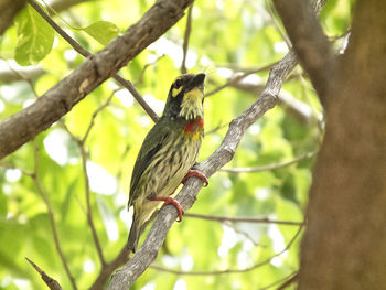 Low angle view of bird perching on tree