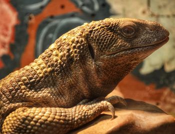 Close-up of a lizard