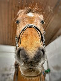 Close-up portrait of a horse