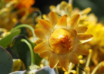 Close-up of yellow flower