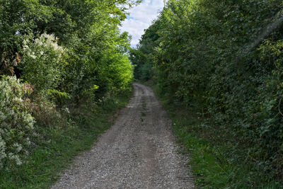Road amidst trees against sky