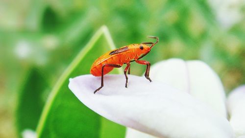 Close-up of insect on leaf