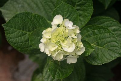 Close-up of white flowering plant