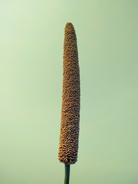 Close-up of plant against gray background