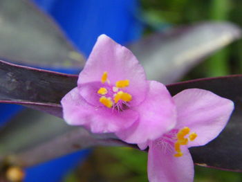 Close-up of pink flower blooming outdoors