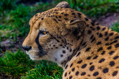 Close-up of a cat