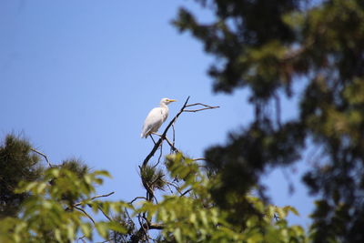 Low angle view of bird perching on plant against sky