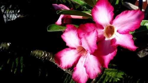 Close-up of pink flowers