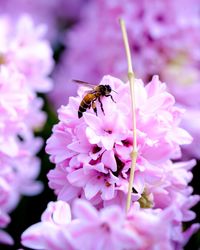 Close-up of bee pollinating on pink flower