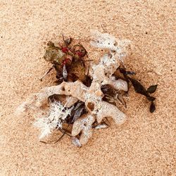 High angle view of crab on sand