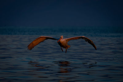 Bird flying over lake