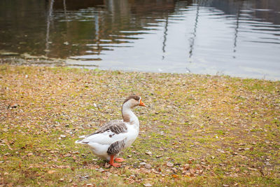 Duck on a lake