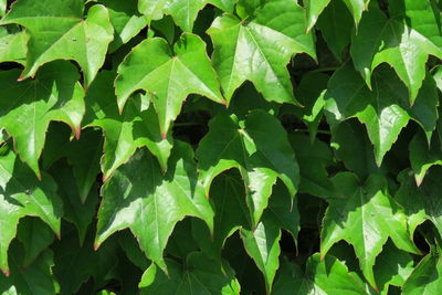 Full frame shot of leaves