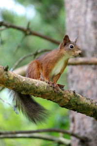 Close-up of squirrel on tree