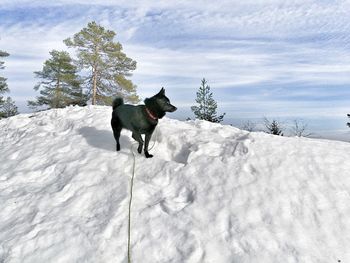 Dog standing on snow field against sky