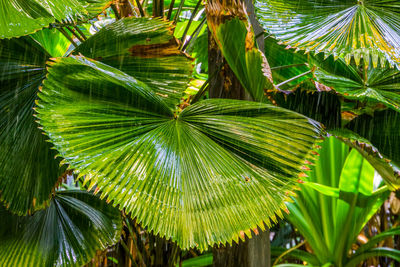 Close-up of palm leaves