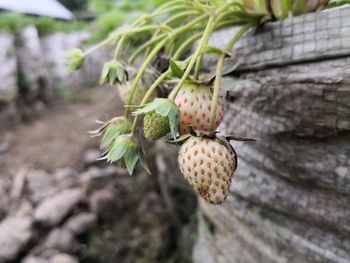 Close-up of fresh green plant