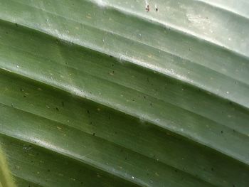 Full frame shot of wet green leaves