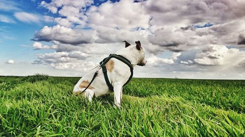 Horse on field against sky