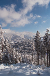 View of the snowy wild landscape located in europe in the czech lands.