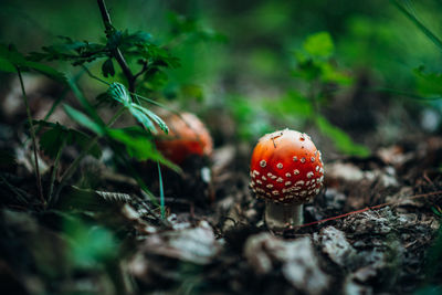 Close-up of fly agaric mushroom on field