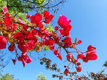 Low angle view of red flowers against clear sky