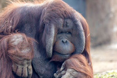 Close-up of monkey